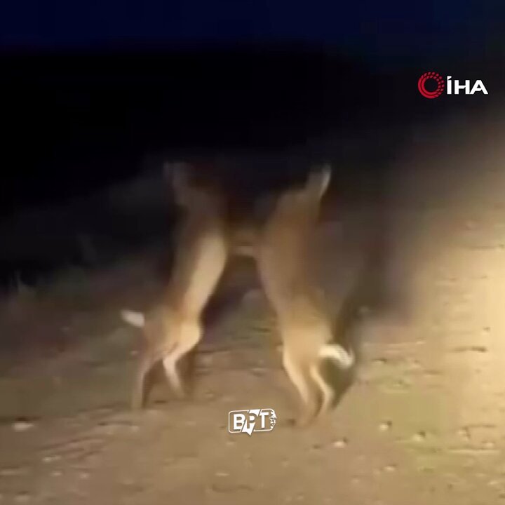 Bayburt'ta Tavşanlar Arası Kavgada İlginç Anlar